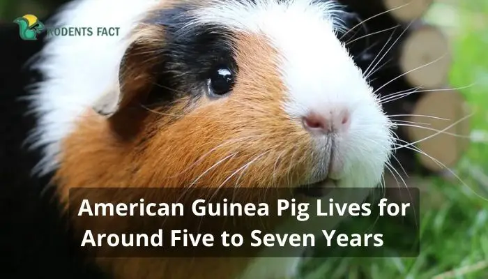 American Guinea Pig Lives for Around Five to Seven Years