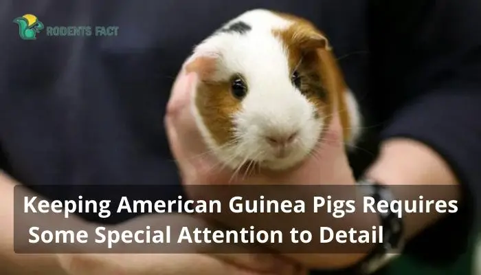 Keeping American Guinea Pigs Requires Some Special Attention to Detail