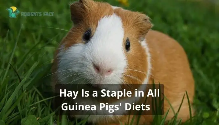 Hay Is a Staple in All Guinea Pigs' Diets