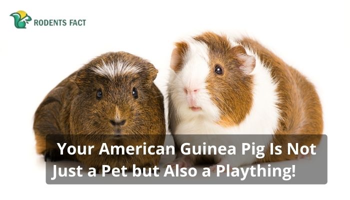  Your American Guinea Pig Is Not Just a Pet but Also a Plaything!