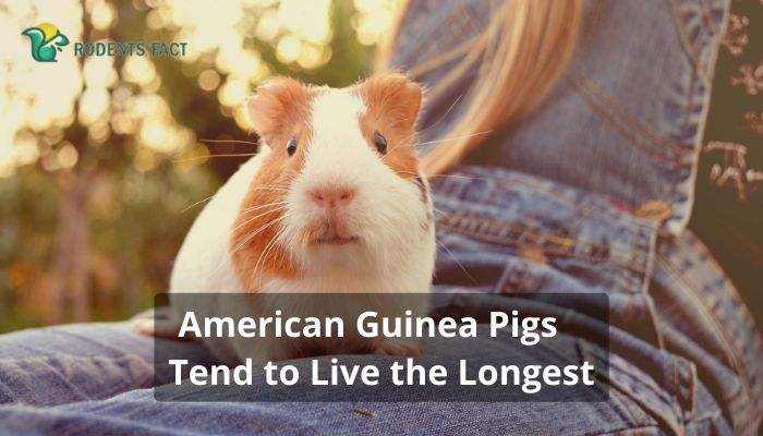  American Guinea Pigs Tend to Live the Longest
