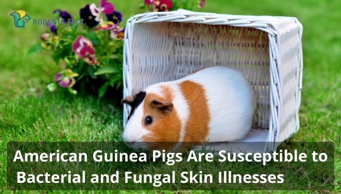 American Guinea Pigs Are Susceptible to Bacterial and Fungal Skin Illnesses