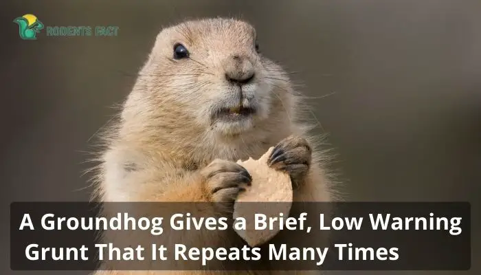 A Groundhog Gives a Brief, Low Warning Grunt That It Repeats Many Times
