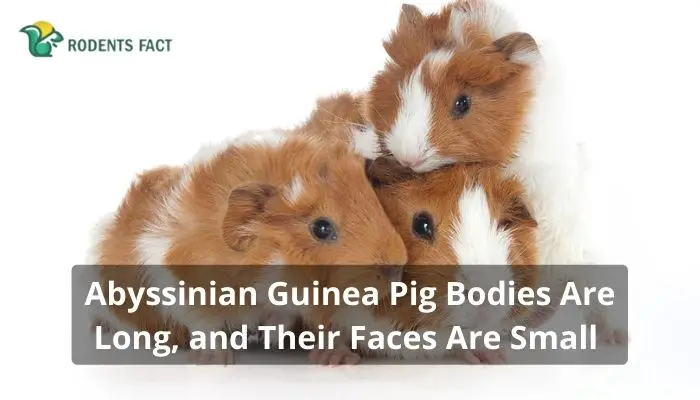 Abyssinian Guinea Pig Bodies Are Long, and Their Faces Are Small