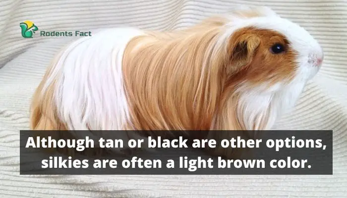 Although tan or black are other options, silkies are often a light brown color.