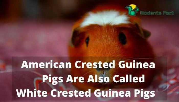 American Crested Guinea Pigs Are Also Called White Crested Guinea Pigs