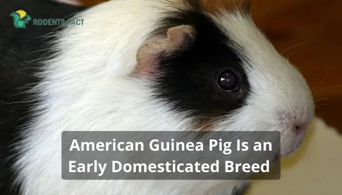 American Guinea Pig Is an Early Domesticated Breed