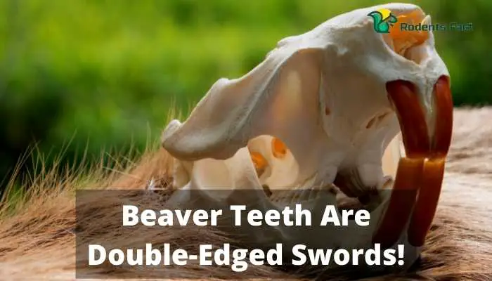 Beaver Teeth Are Double-Edged Swords!