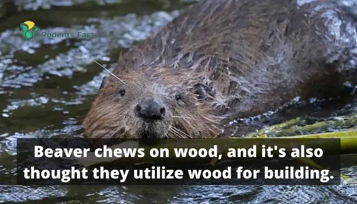 Beaver chews on wood, and it’s also thought they utilize wood for building.