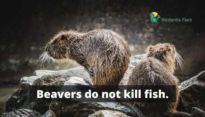  Beaver do not kill fish.