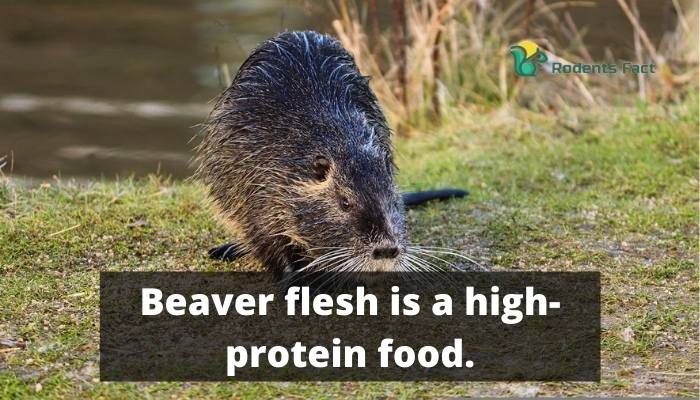 Beaver flesh is a high protein food.
