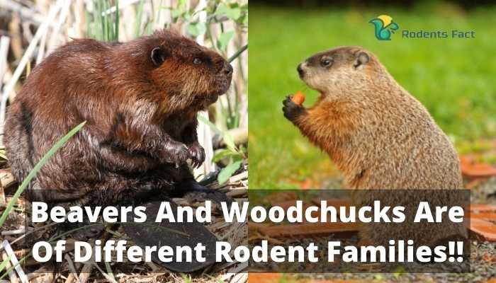 Beavers And Woodchucks Are Of Different Rodent Families!!