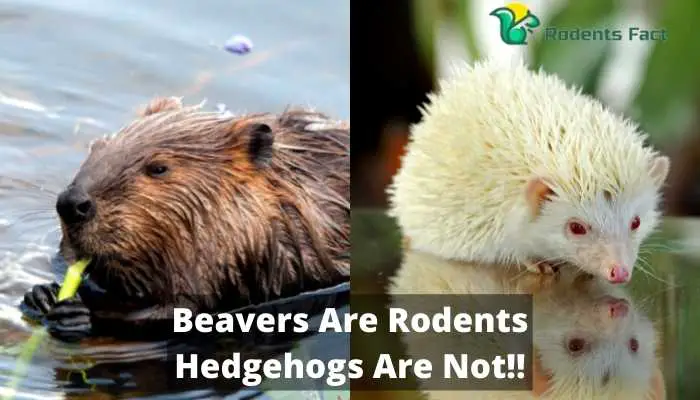 Beavers Are Rodents Hedgehogs Are Not!!