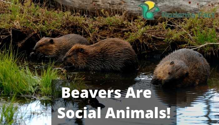 Beavers Are Social Animals!