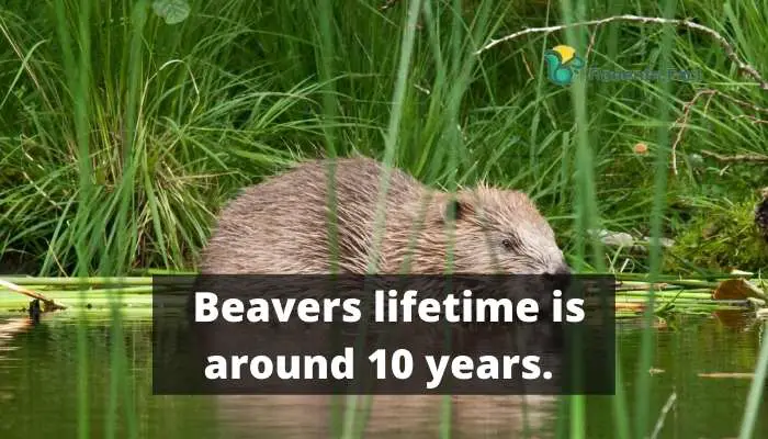 Beavers's lifetime is around 10 years.