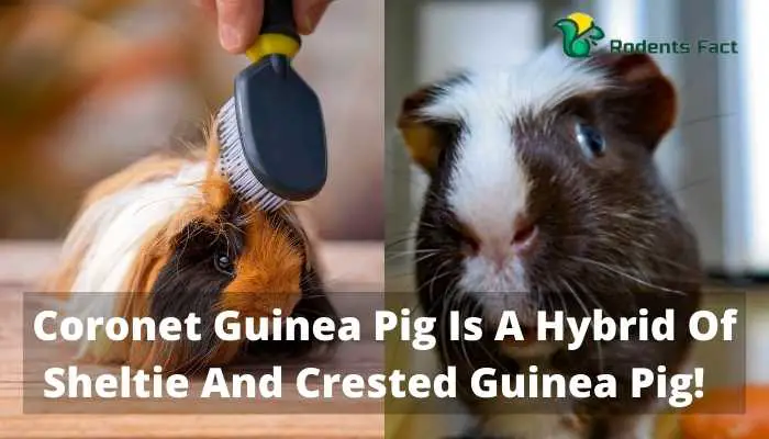 Coronet Guinea Pig Is A Hybrid Of Sheltie And Crested Guinea Pig!