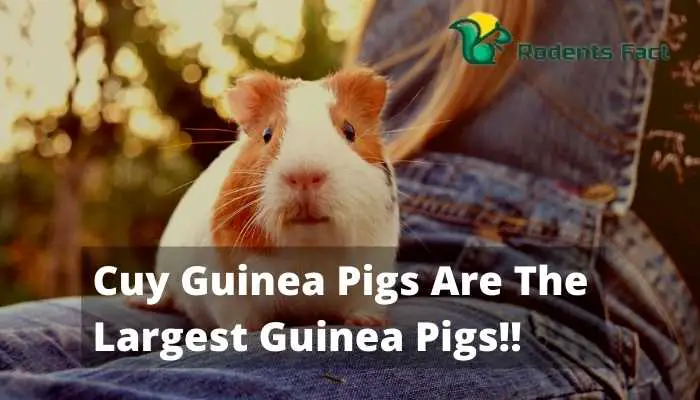 Cuy Guinea Pigs Are The Largest Guinea Pigs!!