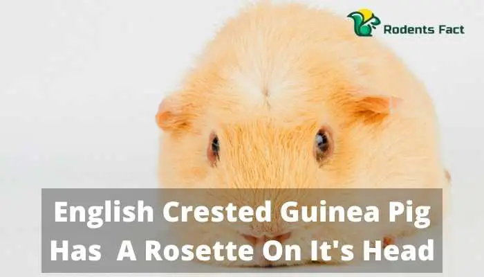 English Crested Guinea Pig Has A Rosette On It's Head