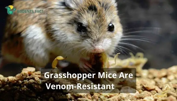  Grasshopper Mice Are Venom-Resistant