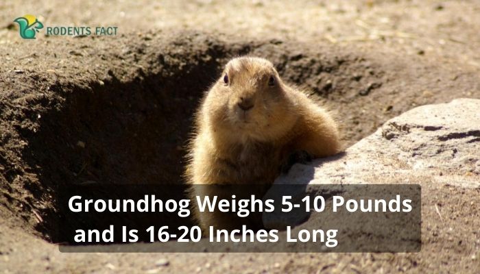 Groundhog Weighs 5-10 Pounds and Is 16-20 Inches Long