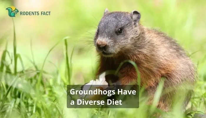 Groundhogs Have a Diverse Diet