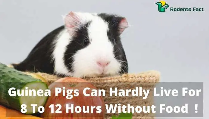 Guinea Pigs Can Hardly Live For 8 To 12 Hours Without Food!