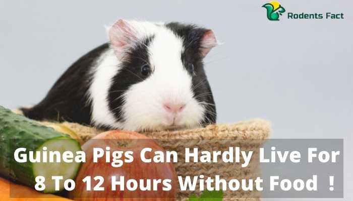 Guinea Pigs Can Hardly Live For 8 To 12 Hours Without Food!