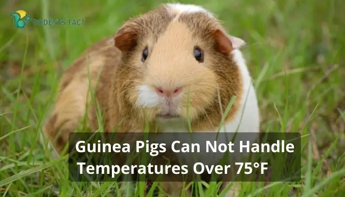 Guinea Pigs Can Not Handle Temperatures Over 75°F
