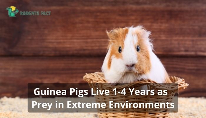 Guinea Pigs Live 1-4 Years as Prey in Extreme Environments