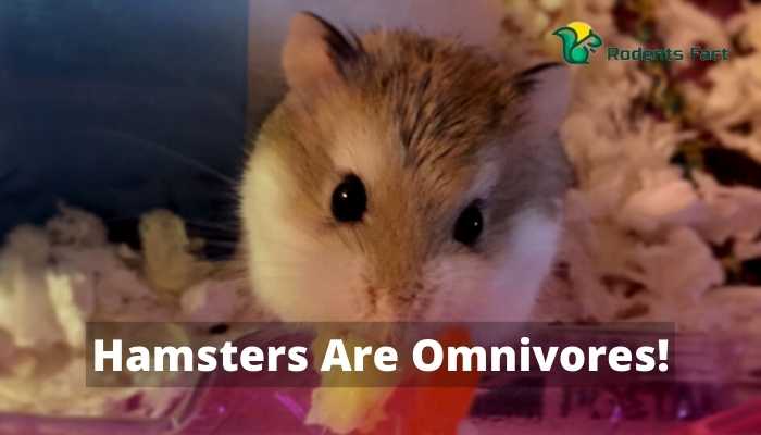 Hamsters Are Omnivores!