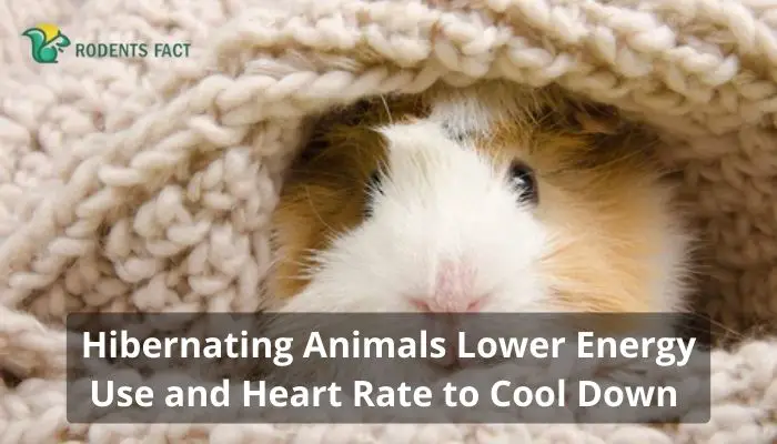 Hibernating Animals Lower Energy Use and Heart Rate to Cool Down