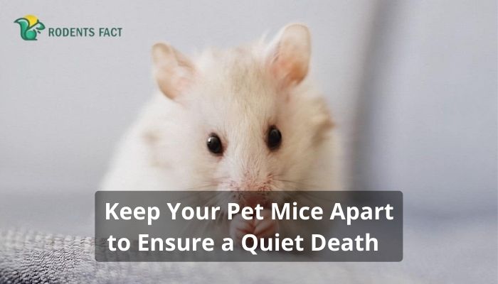 Keep Your Pet Mice Apart to Ensure a Quiet Death