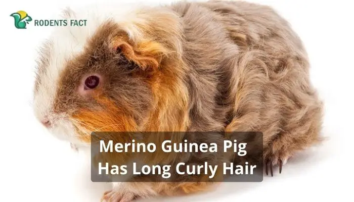 Merino Guinea Pig Has Long Curly Hair
