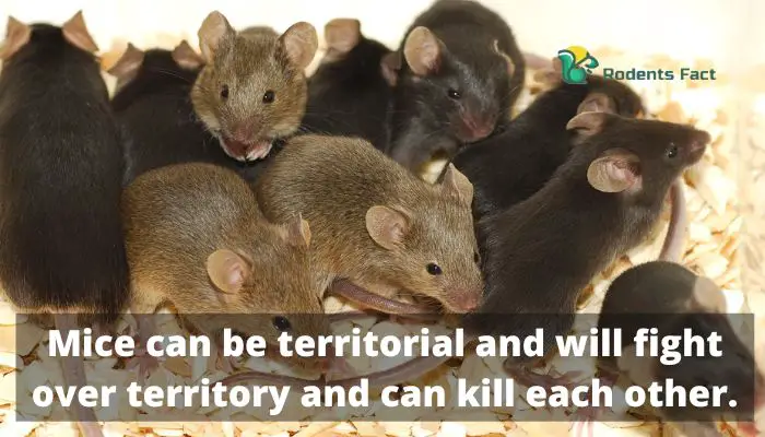 Mice can be territorial and will fight over territory and can kill each other.