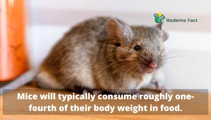 Mice will typically consume roughly one-fourth of their body weight in food.