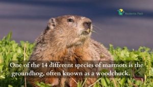 Why Is a Groundhog Called a Woodchuck? The Confusing Facts Answered