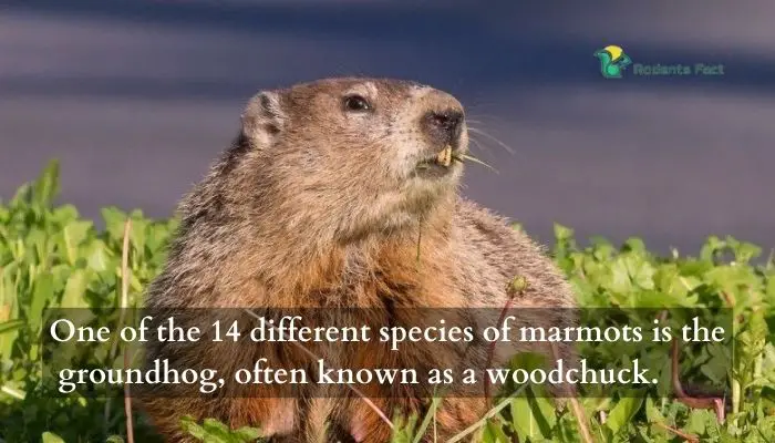 One of the 14 different species of marmots is the groundhog, often known as a woodchuck.