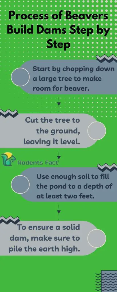 Process of beaver build dams step by step