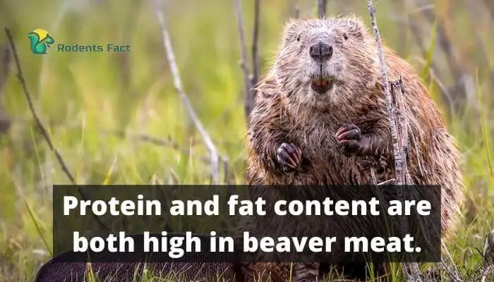 Protein and fat content are both high in beaver meat.