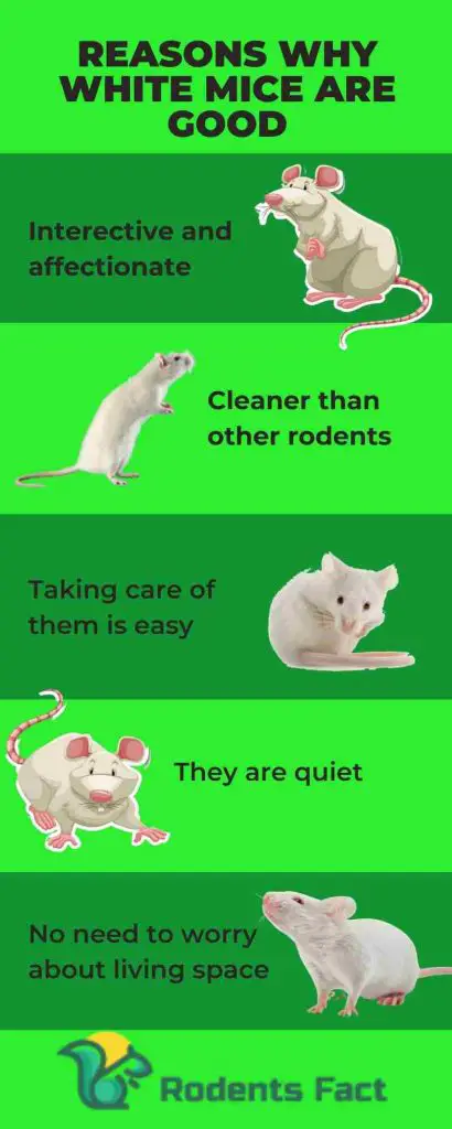 Reasons Why White Mice are Good
