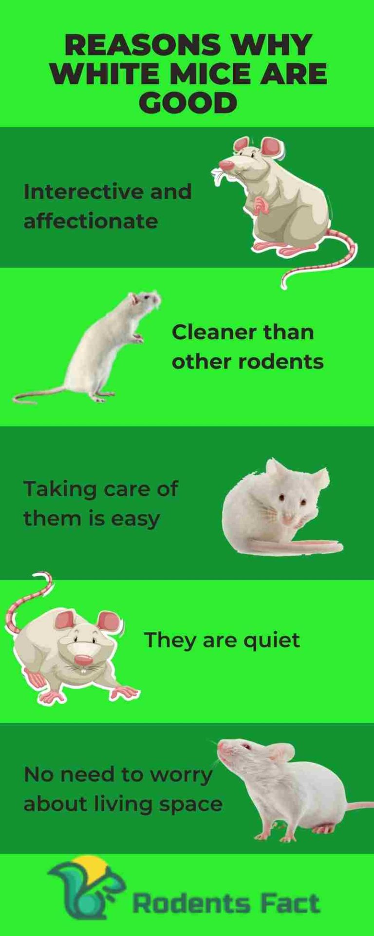 Are White Mice Good Pets? 6 Smart Facts to Know About White Mice