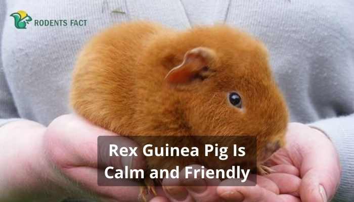 Rex Guinea Pig Is Calm and Friendly