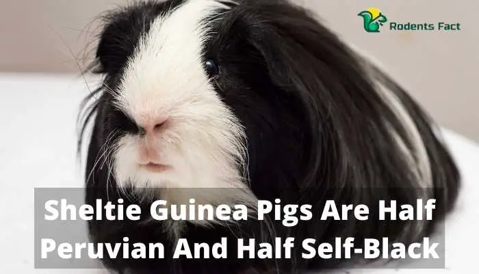 Sheltie Guinea Pigs Are Half Peruvian And Half Self-Black