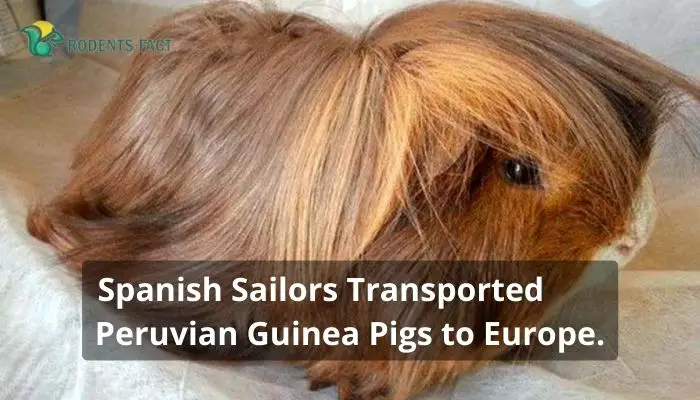 Spanish Sailors Transported Peruvian Guinea Pigs to Europe