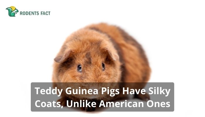 Teddy Guinea Pigs Have Silky Coats, Unlike American Ones