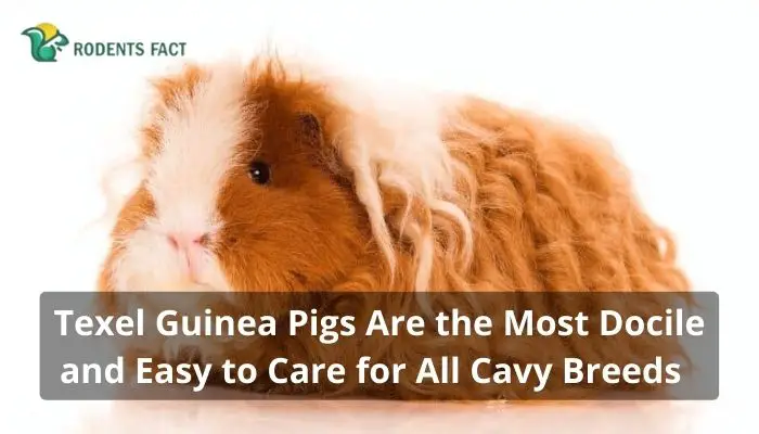 Texel Guinea Pigs Are the Most Docile and Easy to Care for All Cavy Breeds