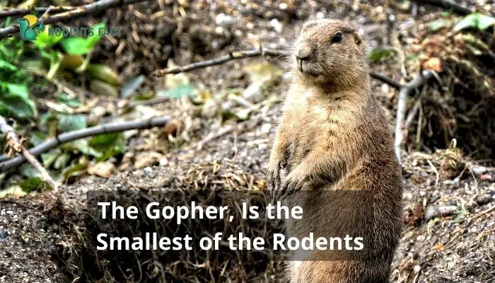 The Gopher, Is the Smallest of the Rodents