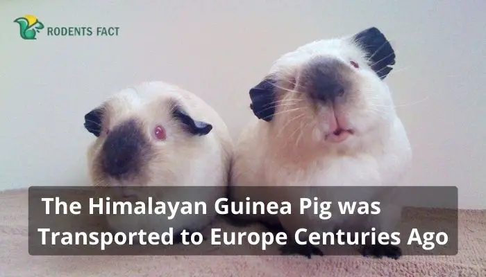 The Himalayan Guinea Pig was Transported to Europe Centuries Ago
