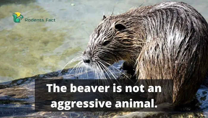 The beaver is not an aggressive animal.