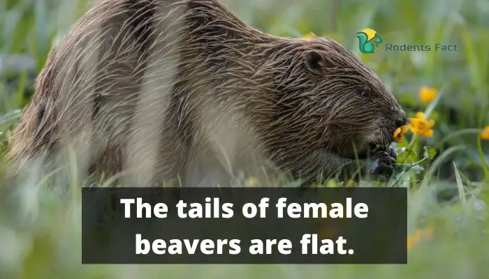 The tails of female beaver are flat.